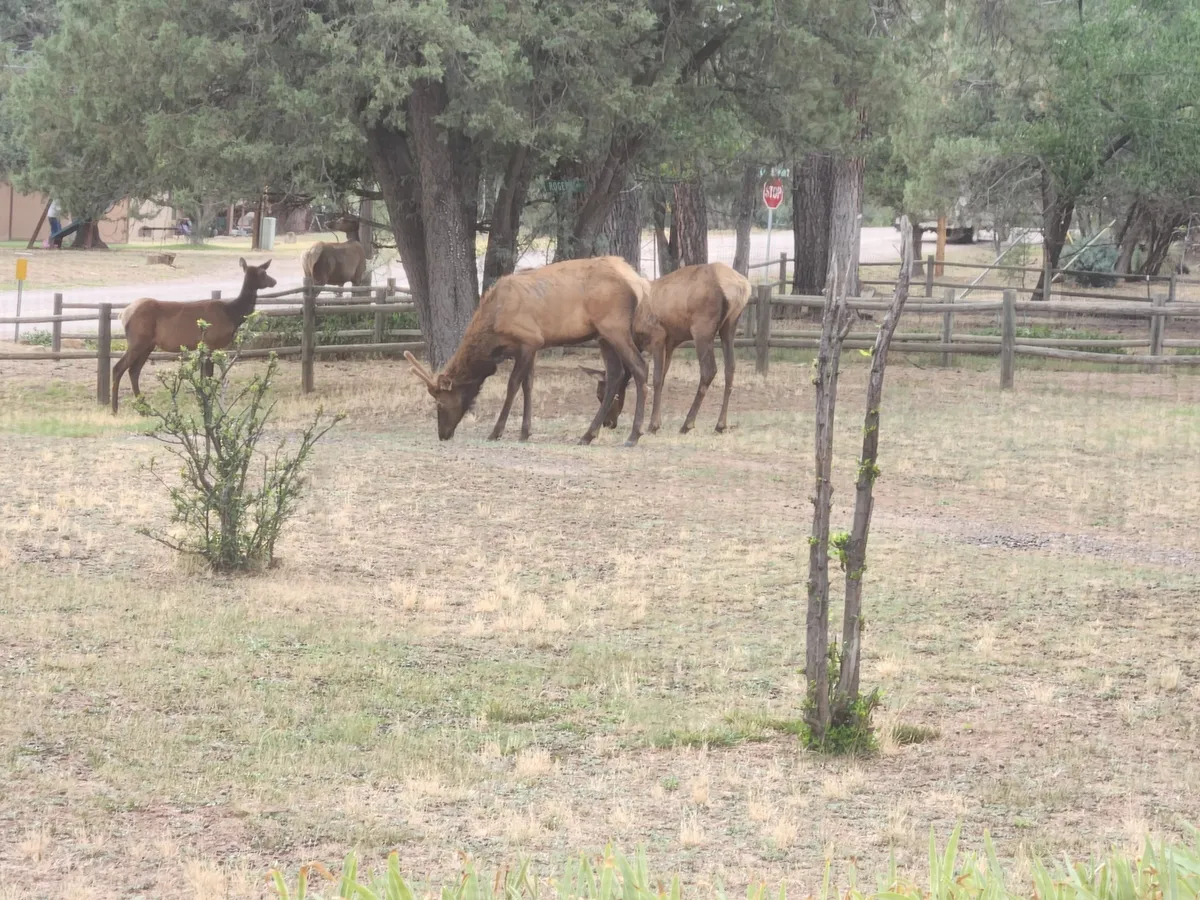Two elk graze peacefully near a tree-lined fenced area, conveying the unique wildlife encounters possible right outside the cabin. The tranquil environment and sense of open space reinforce the sense of adventure and connection to the land.