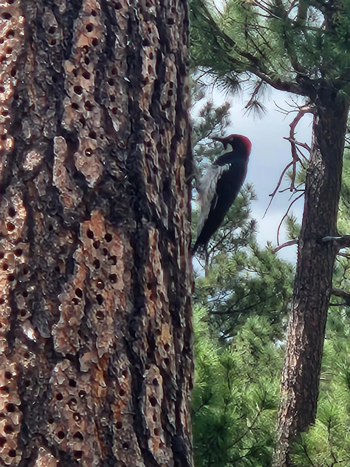 A serene woodland scene highlights the textures of tree bark, a woodpecker perched on the trunk, and lush surrounding foliage. The tranquil mood invites viewers to imagine birdwatching or pausing for a nature photograph along the trail.