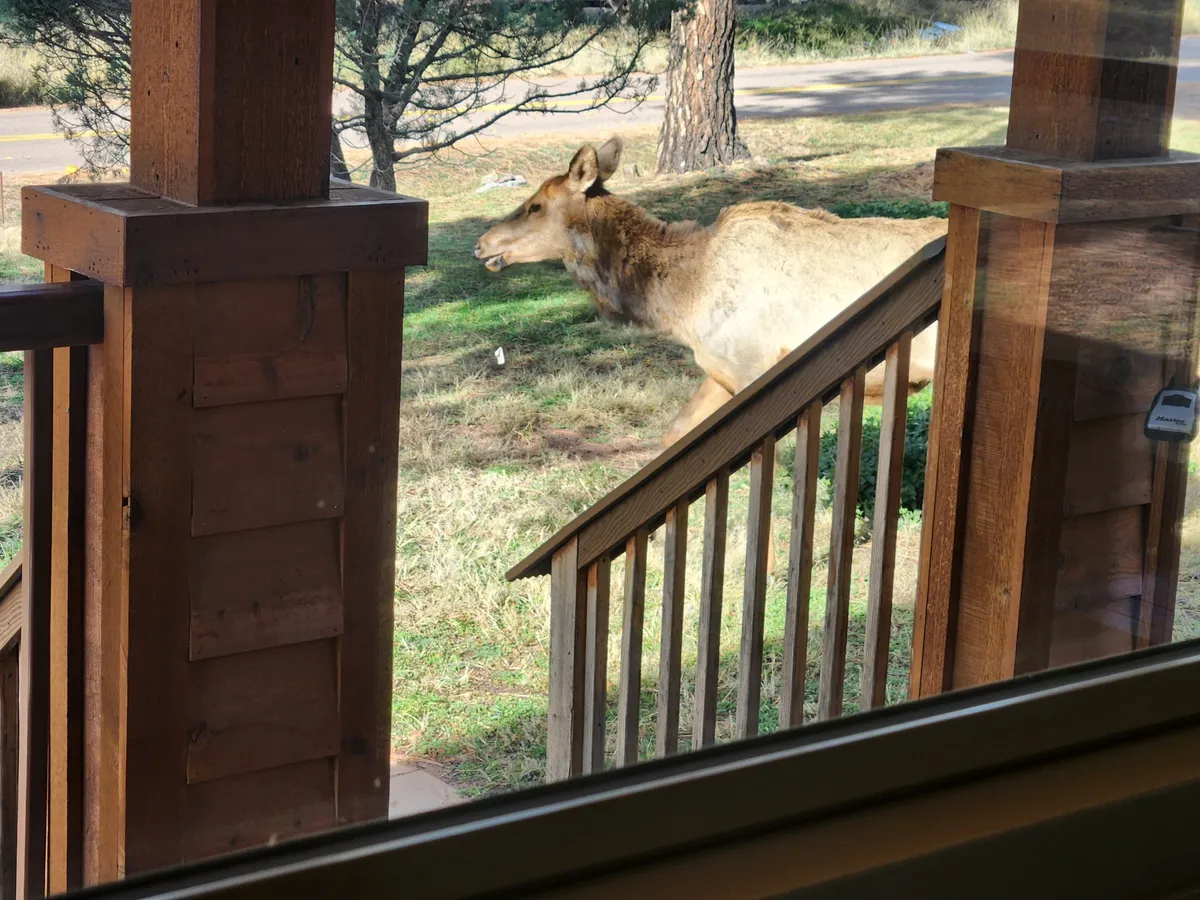 An exterior perspective showing an elk near a wooden staircase surrounded by natural landscape and towering trees. The scene is tranquil and emphasizes the wildlife presence and the cabin's strong connection to nature.