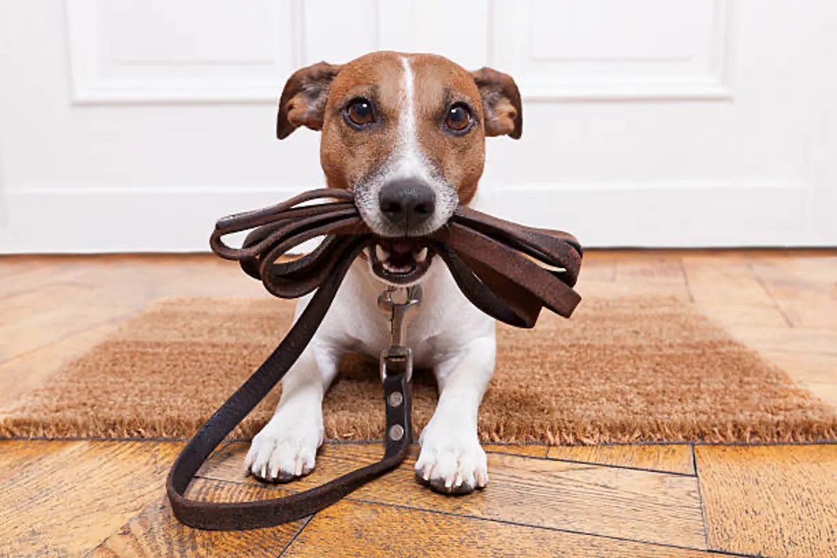 A dog stands on a doormat near the cabin’s entrance, with a leash ready for a walk. The scene captures a playful, pet-inclusive moment, suggesting the pet-friendly nature of the cabin and readiness for outdoor adventures.