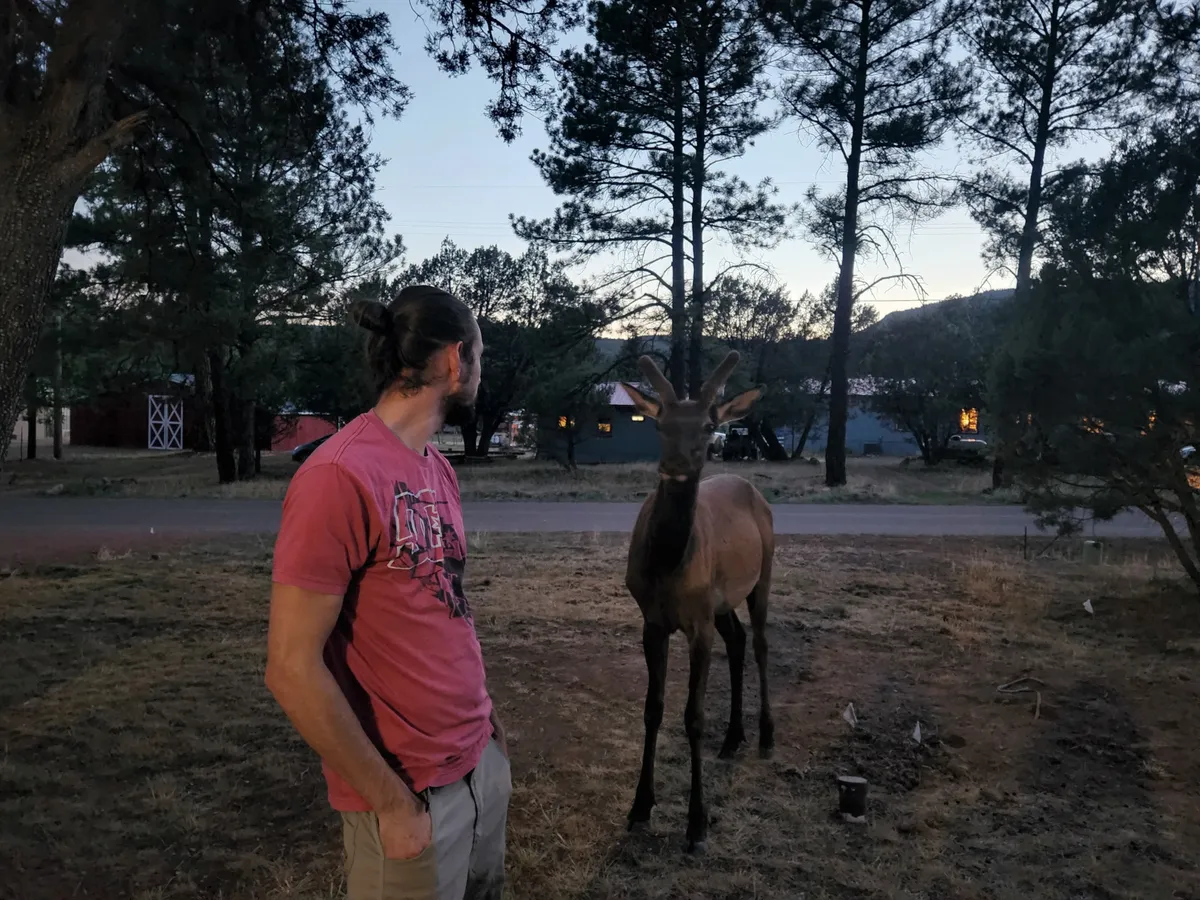 A tranquil outdoor setting where a person observes a deer among the trees, with distant houses subtly visible. The scene evokes a sense of quiet discovery and personal connection to local wildlife.